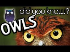 an owl with the words did you know? owls written in front of it's eyes