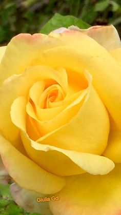 a yellow rose is blooming in the garden