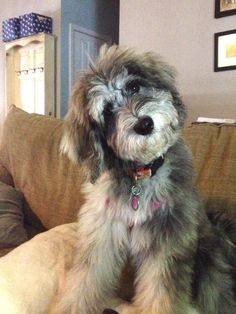 a dog sitting on top of a couch in a living room