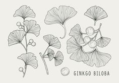 gingo biloba leaves and flowers on a white background, hand drawn illustration