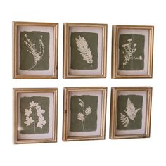 set 6 white fern wall art green background natural wood frame white wash glass Painted Fox Home, Fern Prints, Earthy Aesthetic, Antique Farmhouse, Floral Wall, Leaf Prints, Glass Set, Botanical Prints, Wall Art Sets