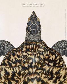 a drawing of a turtle with its head turned to the side