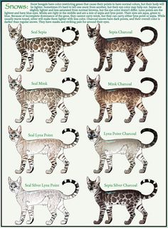 the different types of cats are shown in this diagram, which shows their size and colors