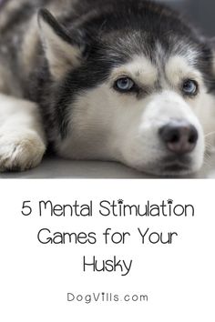 a husky dog laying on the ground with text overlay that reads, 5 mental simulation games for your husky