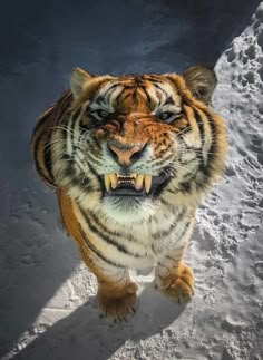 a tiger with its mouth open standing in the snow