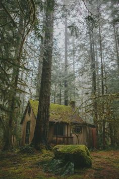 an old cabin in the woods with moss growing on it's roof and windows