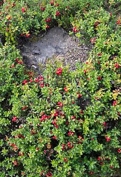 Lingonberry facts and health benefits Uva Ursi, Boreal Forest, Formal Garden, Periodontal Disease, Red Candy, Vitamin B5, Cardiovascular Disease, Bone Health, Eye Health