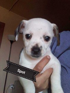 a person holding a small white dog in their arms with the word spot on it