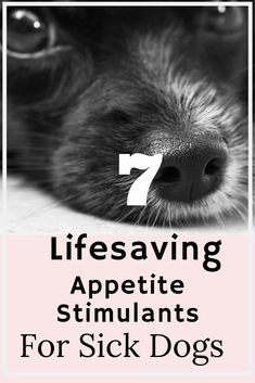 a black and white dog with the words 7 lifesaving appetie stimulants for sick dogs