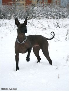 a hairless dog standing in the snow