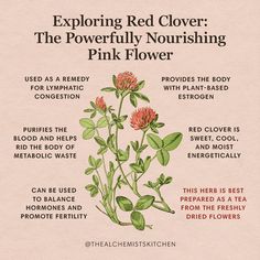 Exploring Red Clover: The Powerfully Nourishing Pink Flower | The Alchemist's Kitchen Scorpio Herbs And Flowers, Missouri Foraging, Clover Symbol, Tea Blending, Books And Tea, Pink Clover