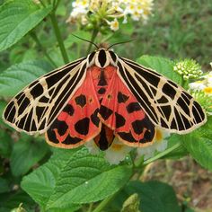 a red and black butterfly sitting on top of a green leafy plant with white flowers in the background