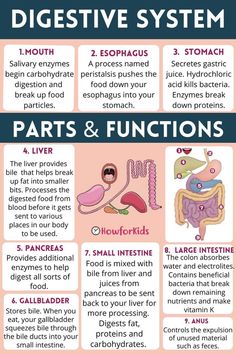 an info poster describing the different types of digests and their functions