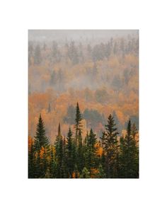 an image of trees in the foggy forest with autumn leaves on them and yellow foliage