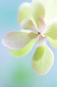 a close up view of the center of a green and white flower with blue sky in the background