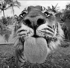 a black and white photo of a tiger holding a ball in it's mouth