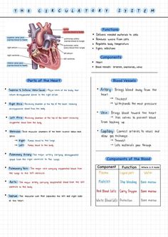 the anatomy of the heart and its major functions in each part of the human body