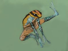 a drawing of a frog sitting on its back