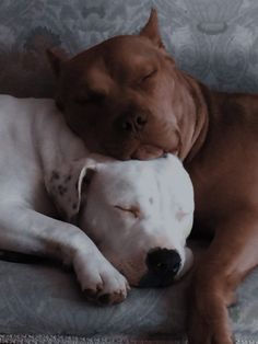 a brown and white dog laying on top of a couch next to a white dog