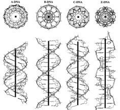 the diagram shows different types of spirals