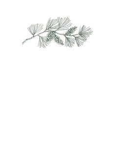 a drawing of a pine branch on a white background