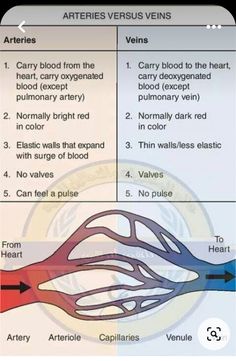 the different types of veins and blood vessels in an appliance, as well as their corresponding names