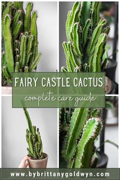 some plants that are in a pot and the words fairy castle cactus complete care guide