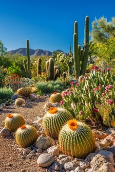 many cactus plants and flowers in the desert