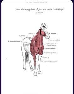 a diagram of the muscles in a horse