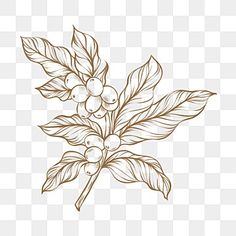 a branch with leaves and berries on it, hand drawn illustration png clipart