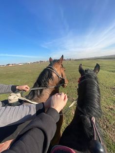 two people petting horses in a field on a sunny day with blue skies above