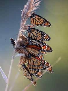 some very pretty butterflies sitting on top of a plant