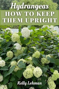 hydrangeas in the garden with text overlay that reads hydrangeas how to keep them upright