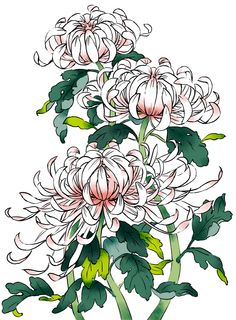 a drawing of some white flowers with green leaves