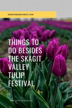 purple tulips with the words things to do besides the skagit valley tulip festival