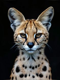 a close up of a cheetah looking at the camera