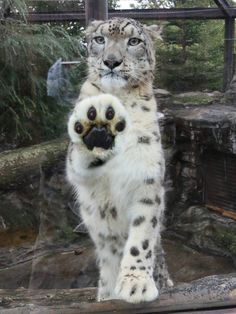 a snow leopard standing on its hind legs with it's paw in the air