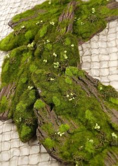 moss growing on the bark of an old tree