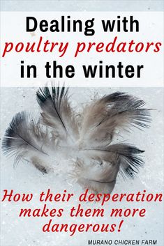 a white and red poster with words stating dealing with poultry predators in the winter how their desperation makes them more dangerous