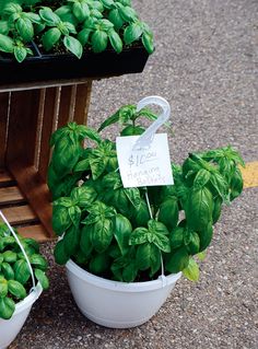 several potted basil plants with signs on them