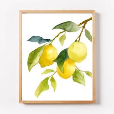 a watercolor painting of lemons on a branch