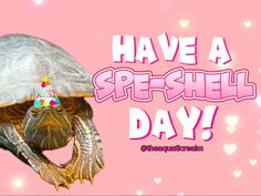 a turtle with a birthday hat on it's head and the words have a special day