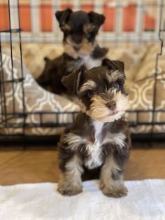 two small dogs sitting in front of a cage