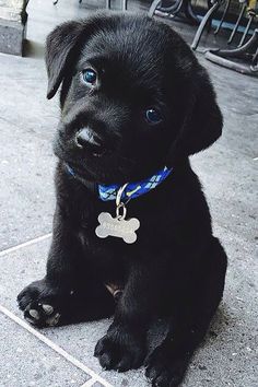 a black puppy sitting on the ground with a blue collar and bone tag around its neck