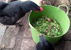 two chickens standing next to each other near a green bucket filled with grass and dirt