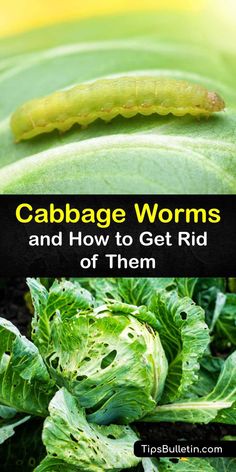 cabbage worms and how to get rid of them