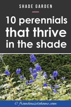 Tall Shade Perennials (10 Flowering Plants That Bloom In The Shade) Tall Shade Perennials, Pergola Bed, Flowering Shade Plants, Plants That Like Shade, Shade Garden Design, House To Home, Indoor Flowering Plants