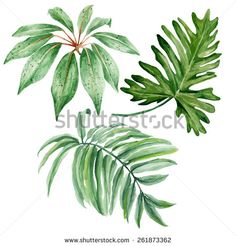 watercolor painting of green leaves and plants on a white background with clippings