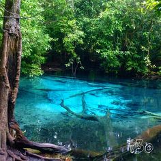 a blue pool in the middle of a forest filled with trees and water surrounded by vegetation