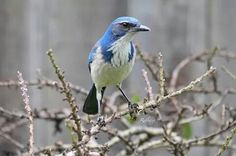 a blue and white bird sitting on top of a tree branch